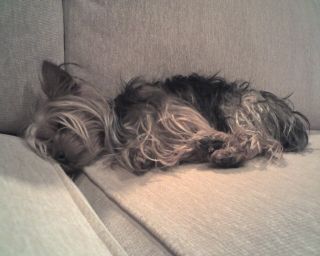 Lola the Yorky