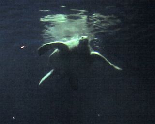 Sea Turtles