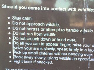 Fight back if attacked by wildlife