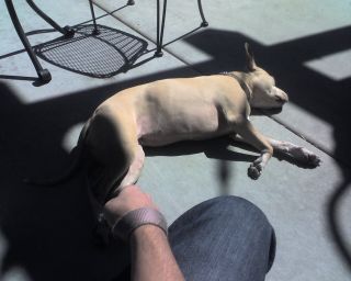 Shasta the friendly pitbull