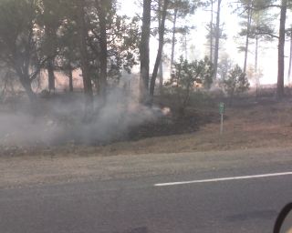 Forest Fire