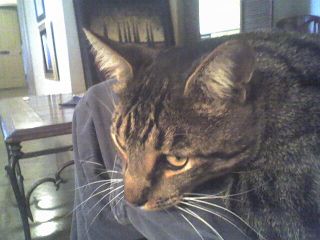 Butters the cat