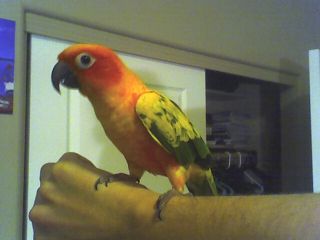 Sun Conure
