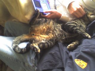 Butters the cat relaxing