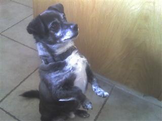 Bud the dog Bud the dog