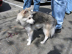 Alaskan Klee Kai