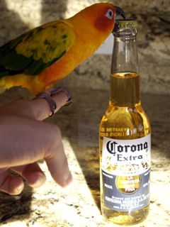 Petey the Sun Conure Parrot Opening a Corona Beer photo not taken with cameraphone
